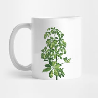 Starleaf plant Mug